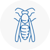 Almondsbury Wasp Nest Removal